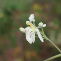 Moringa oleifera Lam.